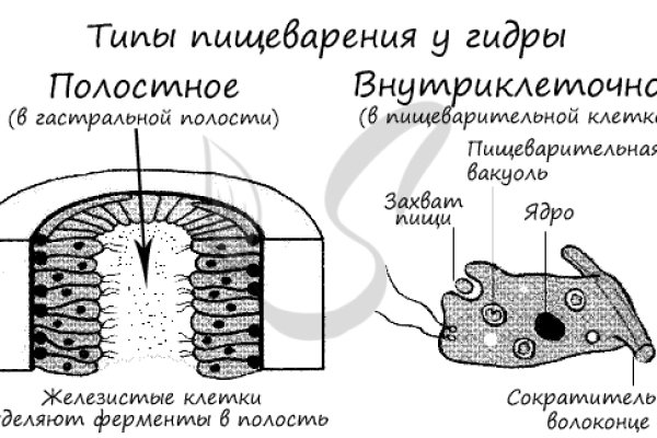 Kraken tor onion зеркало
