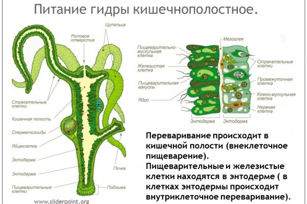 Kit kraken официальный сайт